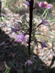 Dipodium roseum
