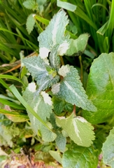 Lamium moschatum