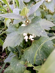 Lamium moschatum