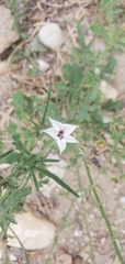Convolvulus equitans