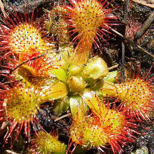 Pink Sundew