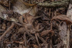 Heteropoda pingtungensis