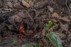 Nanhaipotamon aculatum