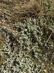 Atriplex buchananii