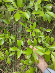 Siphonodon australis