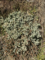 Atriplex buchananii