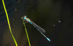 Austroagrion watsoni