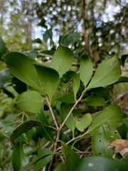 Siphonodon australis