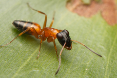 Opisthopsis rufithorax