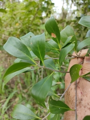 Siphonodon australis