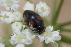 Scymnus frontalis