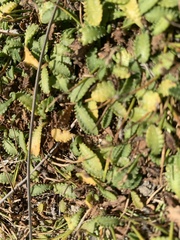 Leptinella dioica