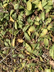 Leptinella dioica