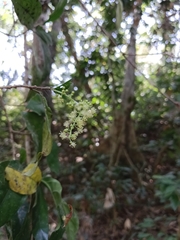 Mallotus atrovirens