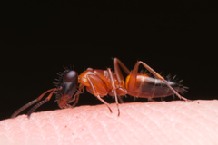 Opisthopsis rufithorax