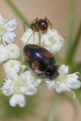 Scymnus frontalis