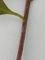 Siphonodon australis