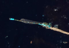 Austroagrion watsoni