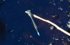 Austroagrion watsoni