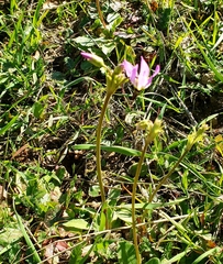 Primula clevelandii