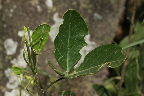 Small bead-bean (Maerua triphylla)