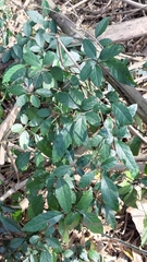 Causonis corniculata