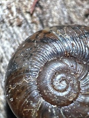 Austrorhytida capillacea