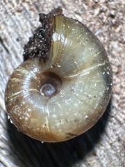 Austrorhytida capillacea