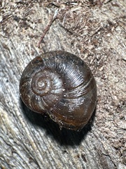 Austrorhytida capillacea
