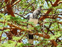 Corythaixoides leucogaster