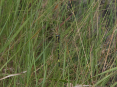 Parasynthemis regina