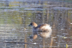 Tachybaptus ruficollis