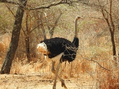 Struthio molybdophanes