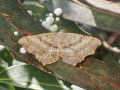 Dissomorphia australiaria