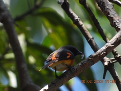 Pericrocotus cinnamomeus