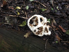 Ileodictyon cibarium