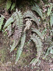 Athyrium nakanoi