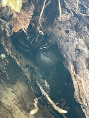 Porrhothele antipodiana