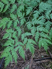 Pteris macilenta