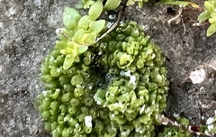 Sphaerocarpos texanus