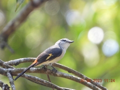 Pericrocotus cinnamomeus