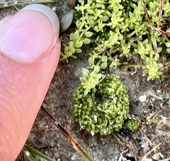 Sphaerocarpos texanus