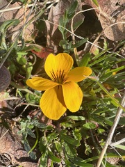 Viola douglasii