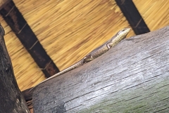 Trachylepis