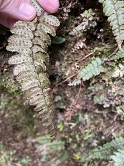 Athyrium nakanoi