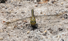 Austrogomphus guerini