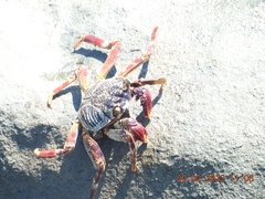 Grapsus albolineatus