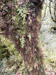 Selaginella involvens