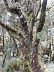 Selaginella involvens