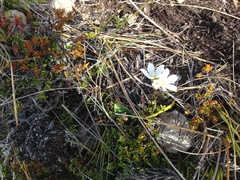 Gentianella bellidifolia